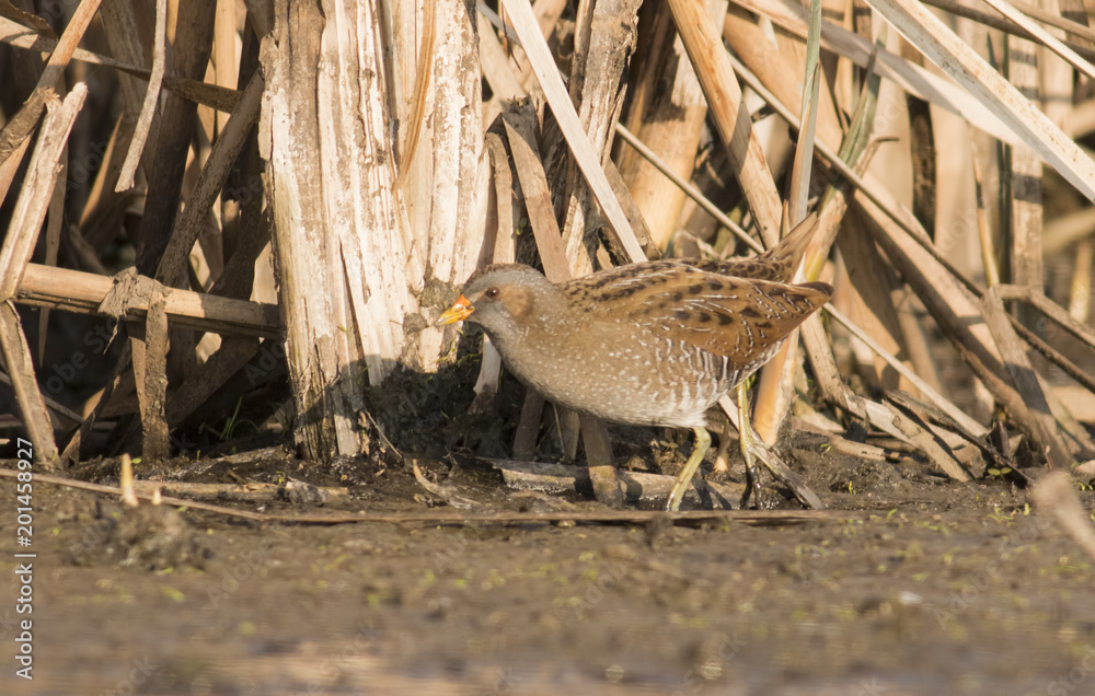 Obraz premium Spotted Crake