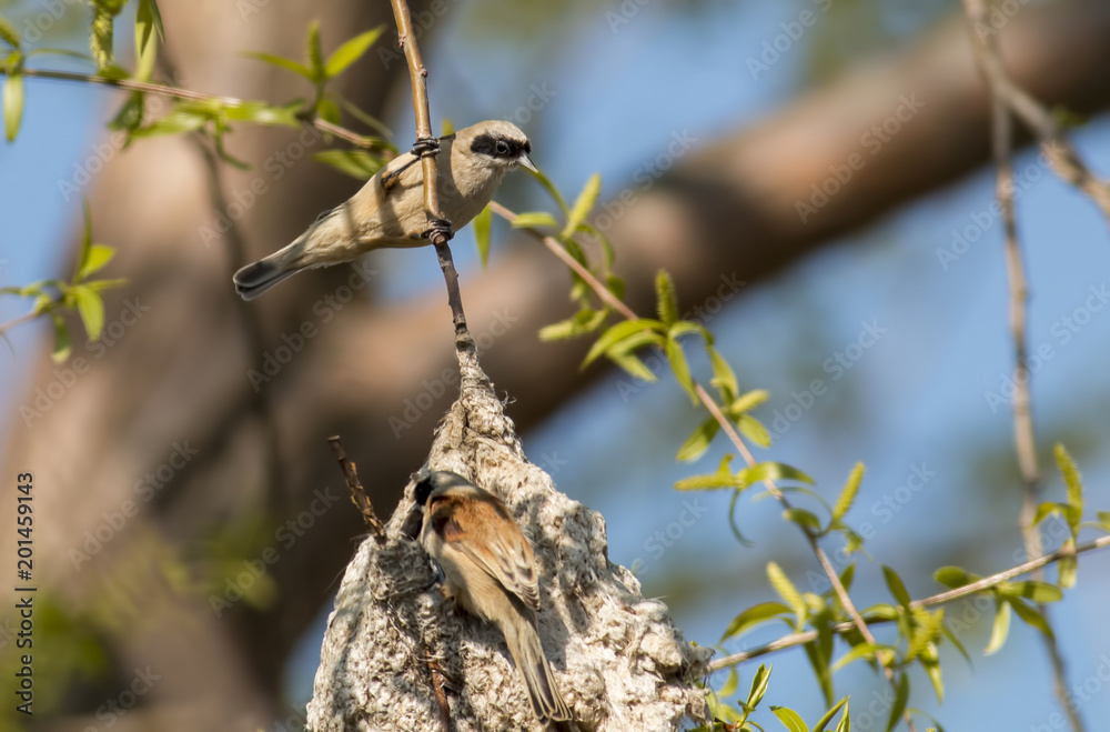 Naklejka premium Penduline Tit