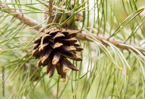 Cones on a pine in the woods