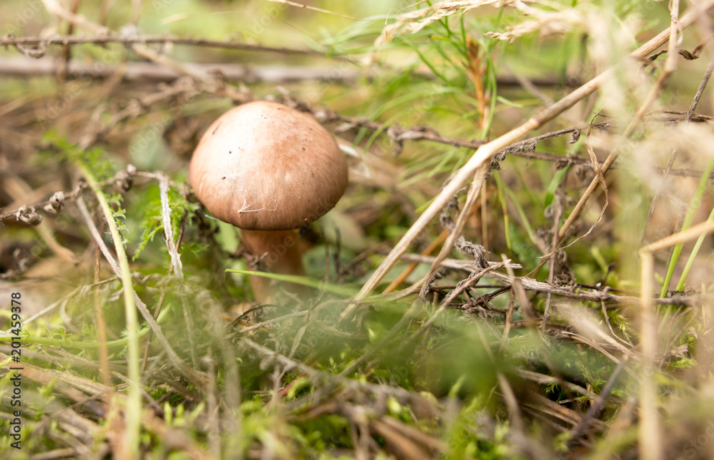 Edible fungus grows in the woods Edible fungus grows in the woods