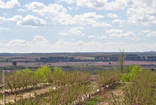 Paisaje con melocotoneros en flor  frutales  rosa  en primavera