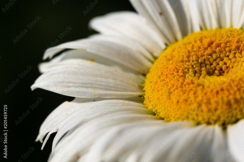 Obraz premium Blooming camomile, selective focus