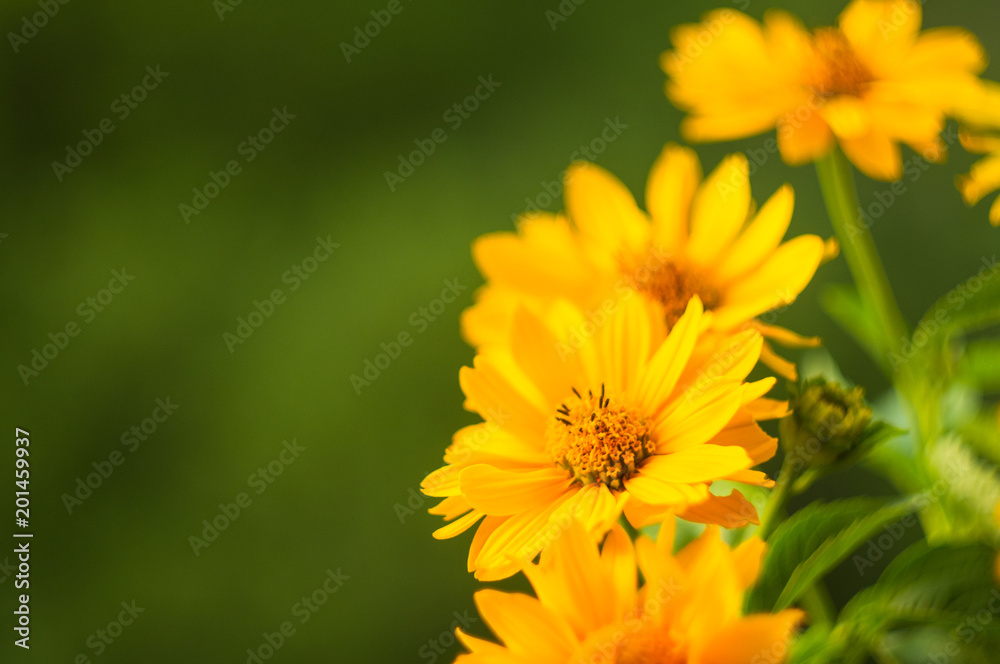 Fototapeta premium bouquet of bright yellow flowers Heliopsis helianthoides