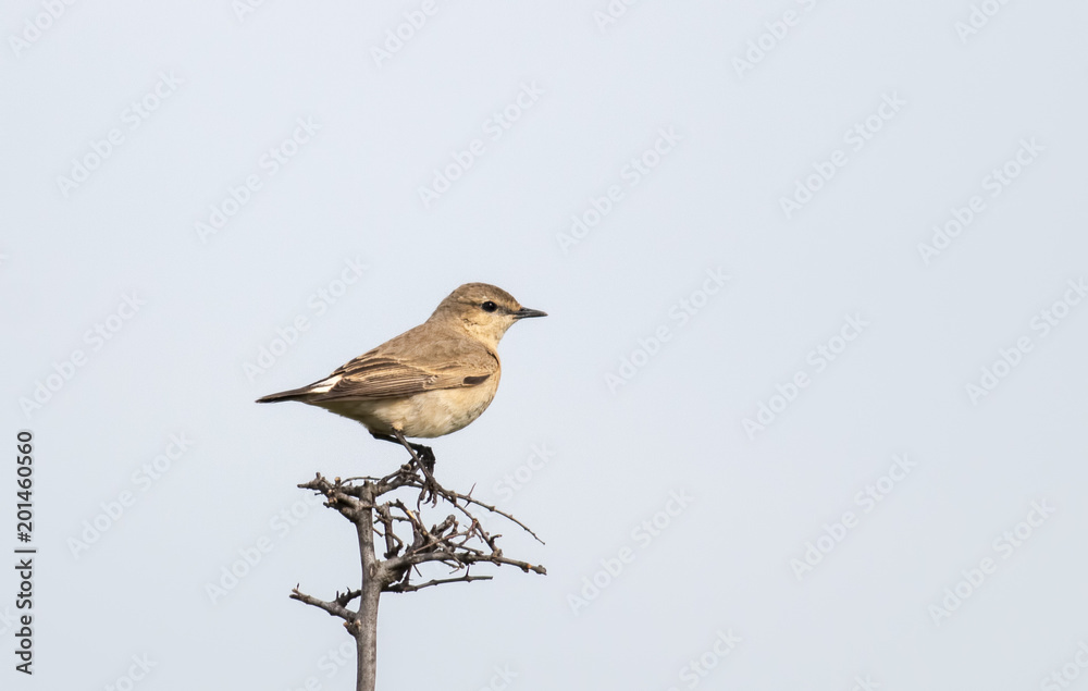 Fototapeta premium Isabelline Wheatear