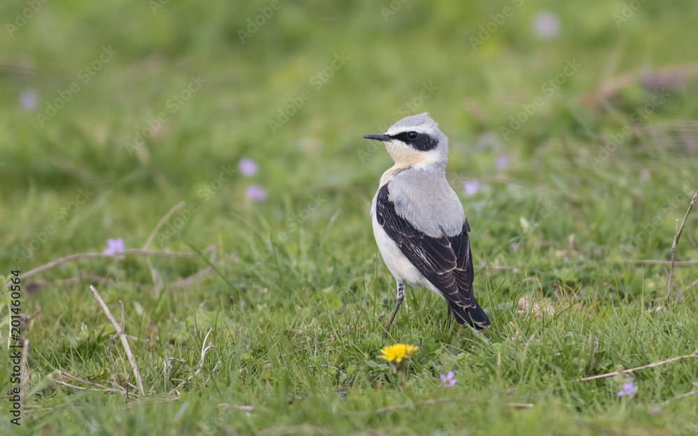 Northern Wheatear