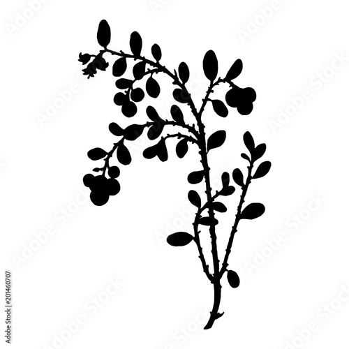 silhouette of cowberry plant