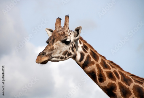 Fototapeta Naklejka Na Ścianę i Meble -  Portrait of a young giraffe