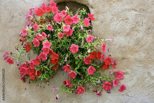 rote Blumen am Fenster