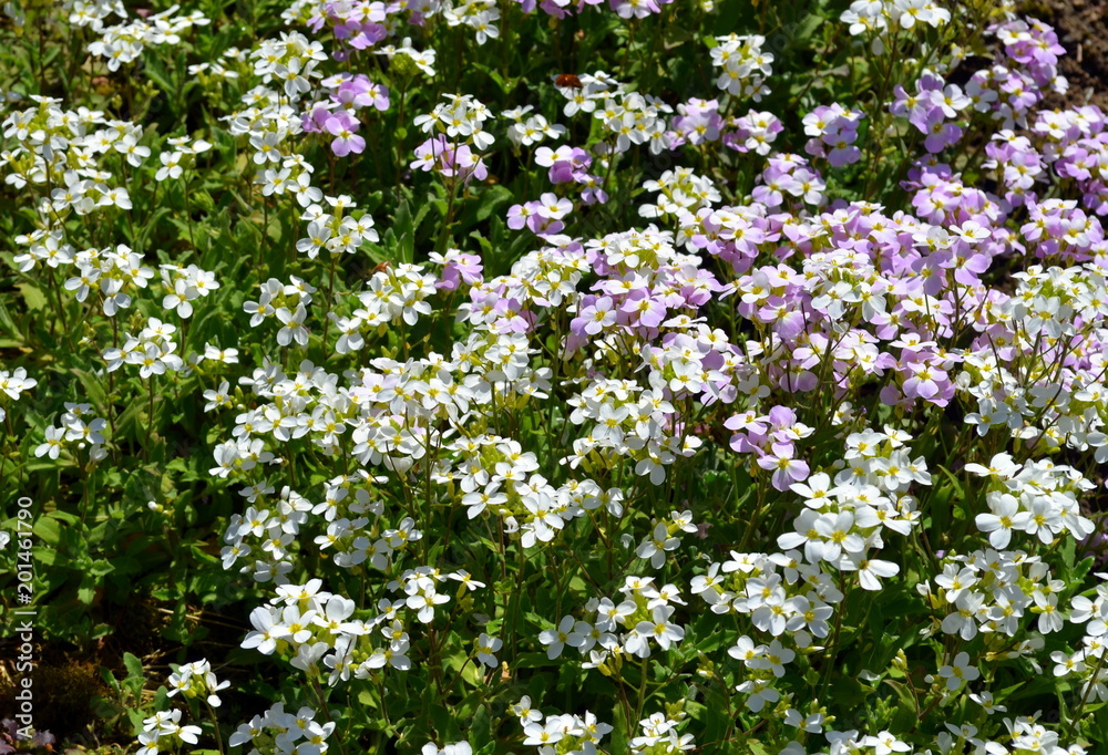 Wiesenschaumkraut auf einer Wiese