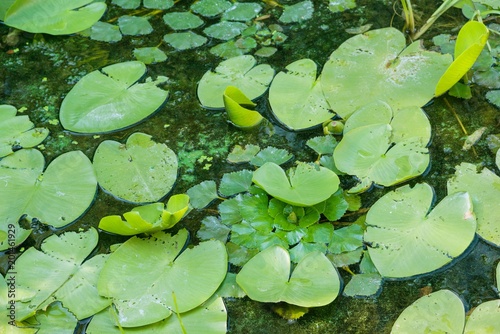 Bright green lilly pad\'s cover the surface of a pond