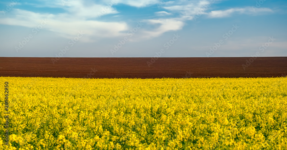 Obraz premium Landscape with yellow rapeseed field