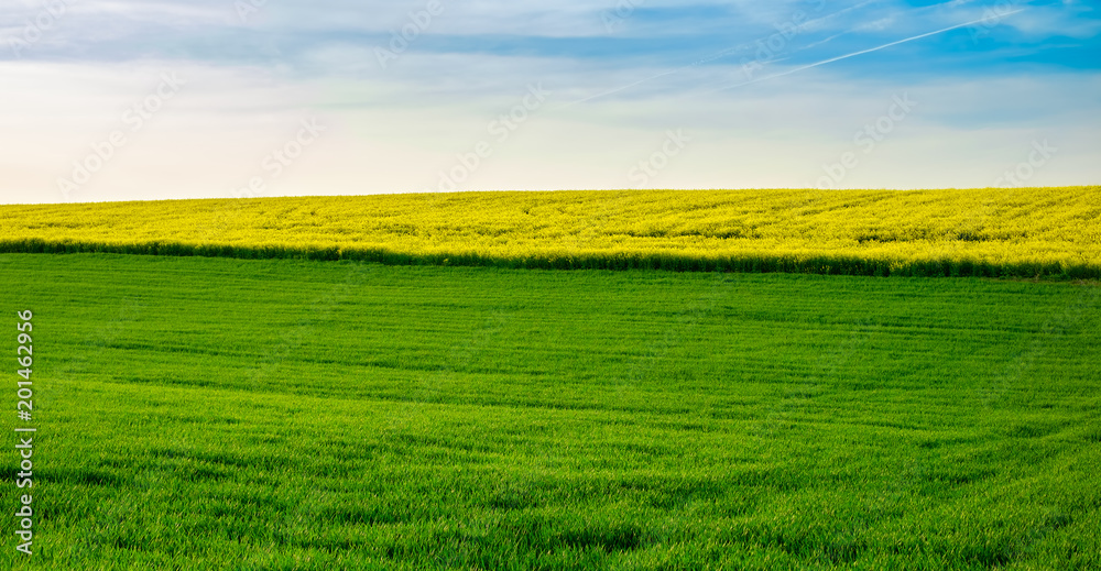 Obraz premium Rapeseed yellow field in spring