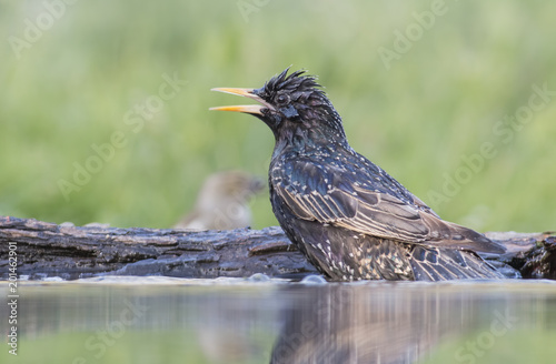 Common Starling take a bath
