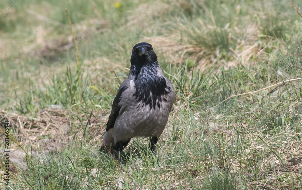 Obraz premium Hooded Crow