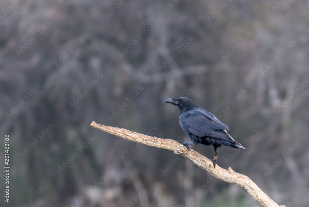 Raven bird Raven bird