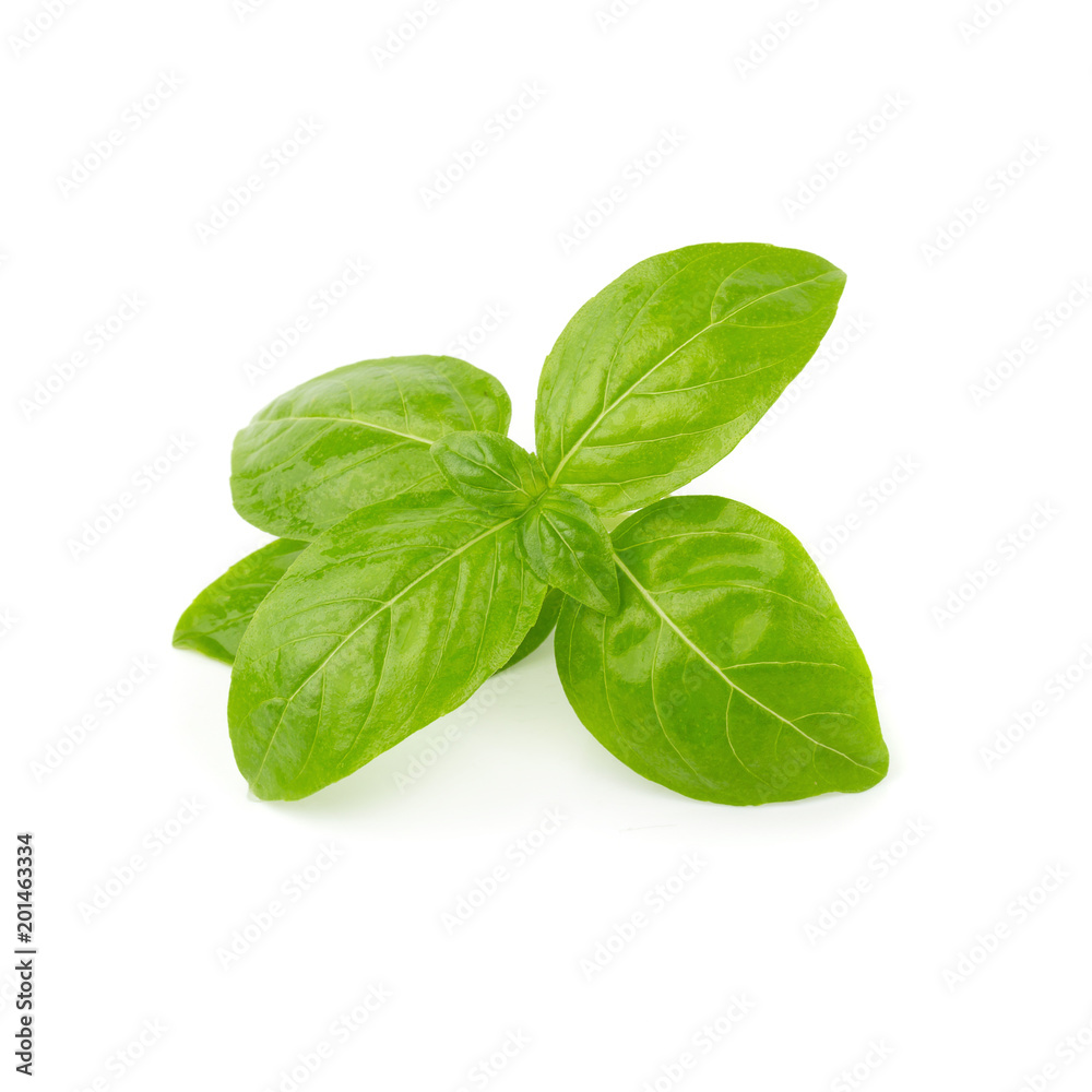 Close up of fresh green basil herb leaves isolated on white background. Sweet Genovese basil. Close up of fresh green basil herb leaves isolated on white background. Sweet Genovese basil.