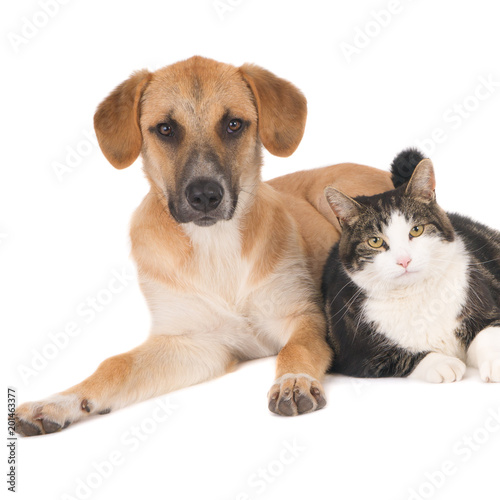 Dog and cat lying together. (Square image, 1x1).