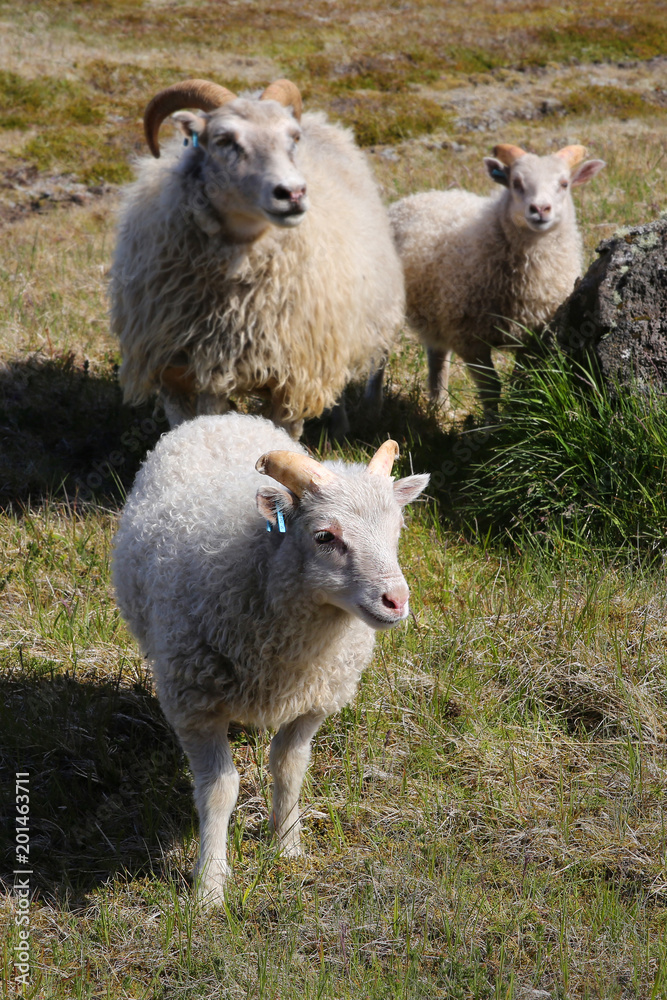 Icland sheep family Icland sheep family