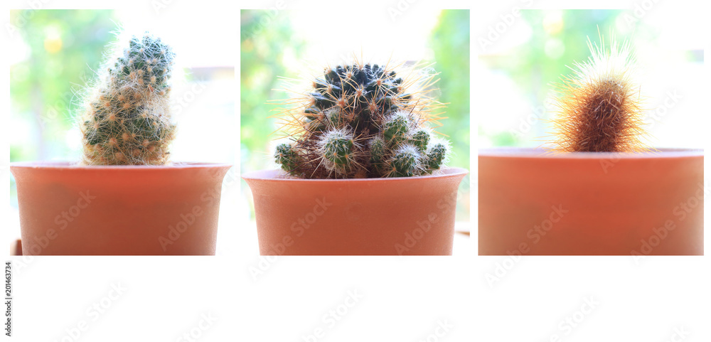 Fototapeta premium cactus flowers