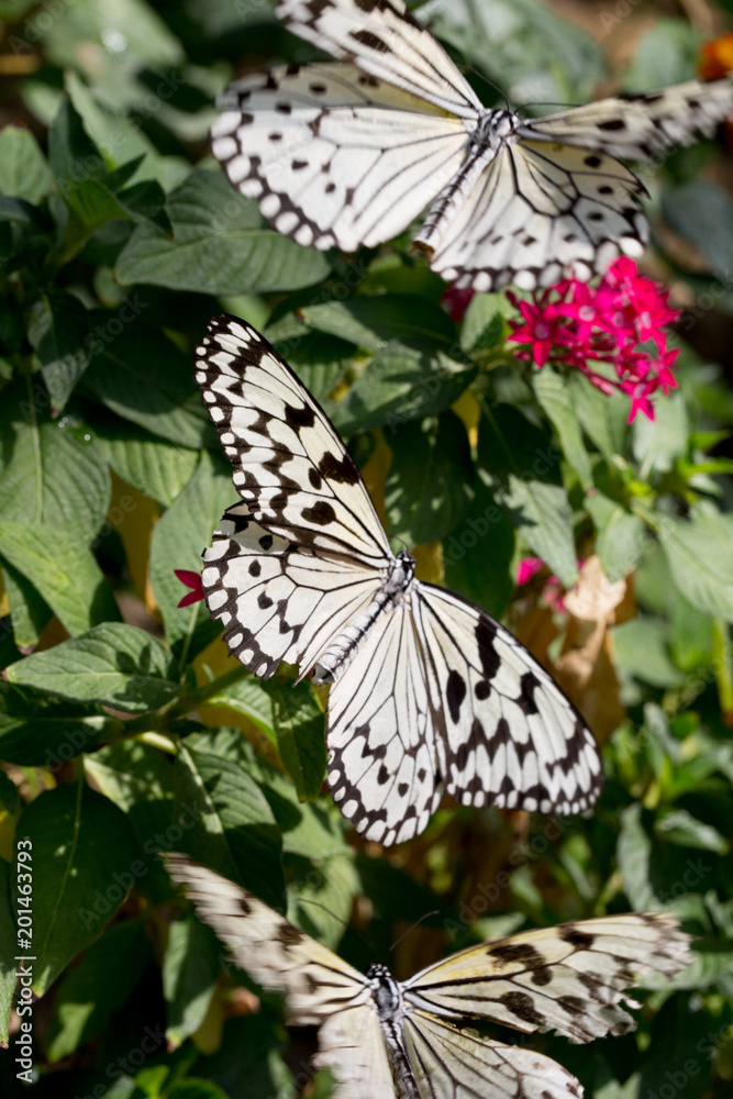 Obraz premium butterflies and flowers