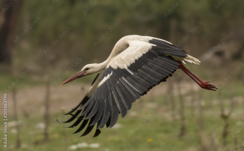 Fototapeta premium White Stork