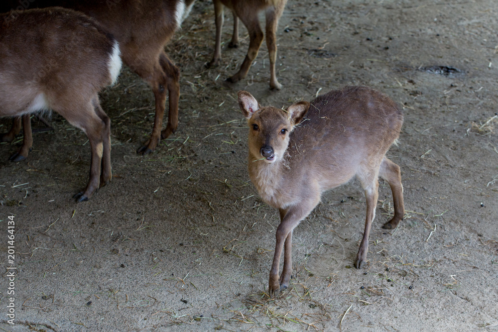Fototapeta premium バンビ