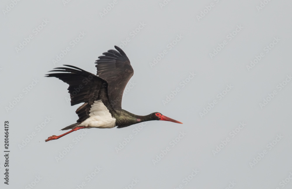 Naklejka premium Black Stork flying