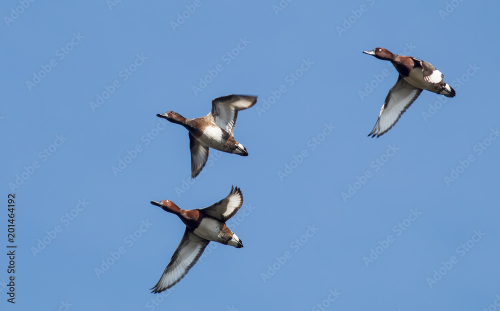 Obraz premium Ferruginous duck