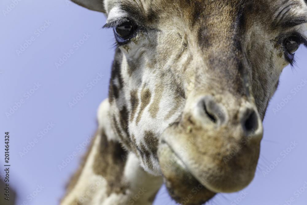 Naklejka premium the giraffe with a light blue background