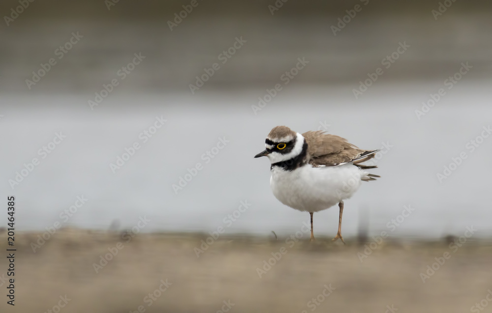 Little Ringed Plover Little Ringed Plover