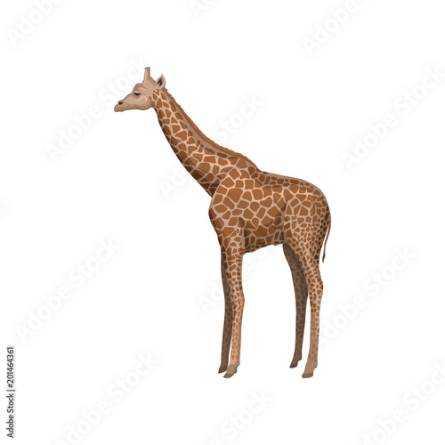 Giraffe wild african animal vector Illustration on a white background