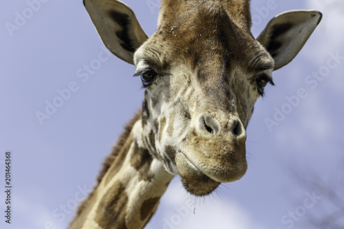 the giraffe with a light blue background © saad