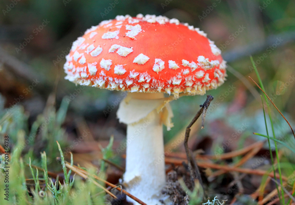 Macro of red amanita Macro of red amanita