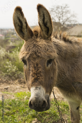 Donkey grazing on a chain near the house. © Piotr