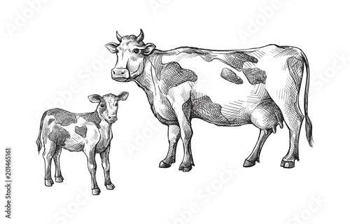 Wallpaper Mural sketches of cows and calf drawn by hand