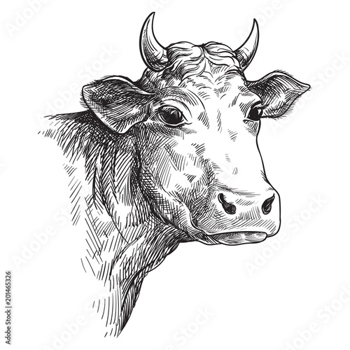 sketches of face cow drawn by hand. livestock. cattle. animal grazing vector illustration