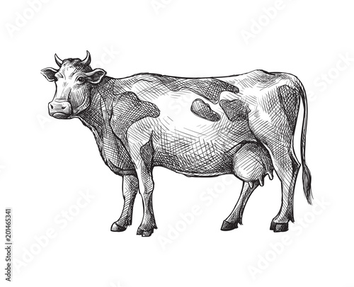 sketches of cow drawn by hand. livestock. cattle. animal grazing vector illustration