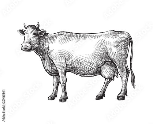 sketches of cow drawn by hand. livestock. cattle. animal grazing vector illustration