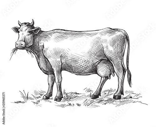 sketches of cow drawn by hand. livestock. cattle. animal grazing vector illustration