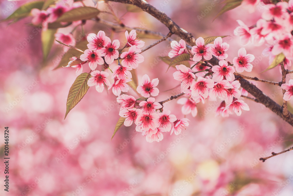 Obraz premium Wild himalayan cherry brossom or sakura