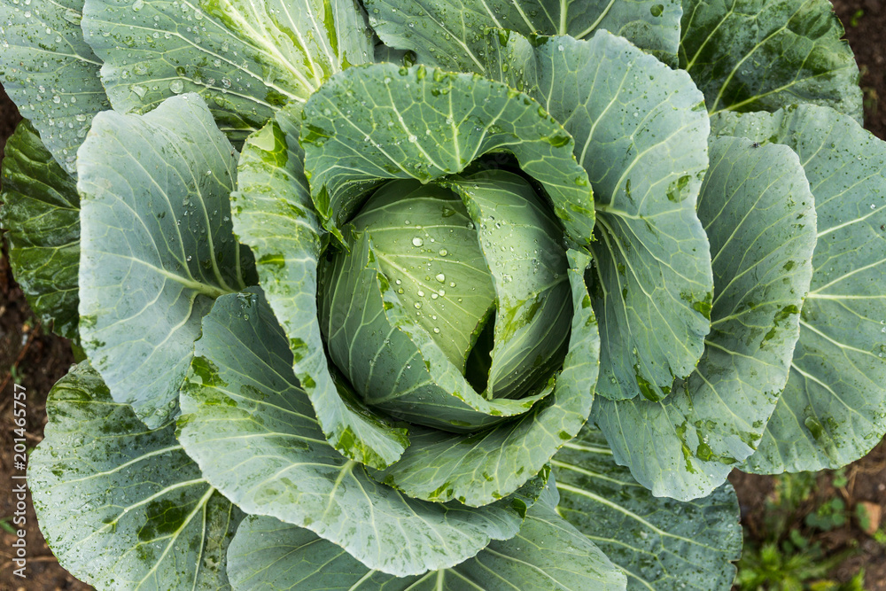cabbage in the garden cabbage in the garden