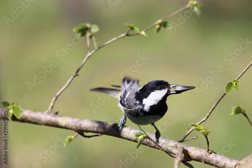 Coal tit with a seed in its beak sits spring on a branch