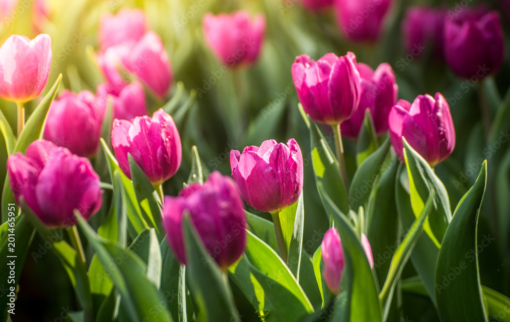 pink tulips in the garden with sunlight 