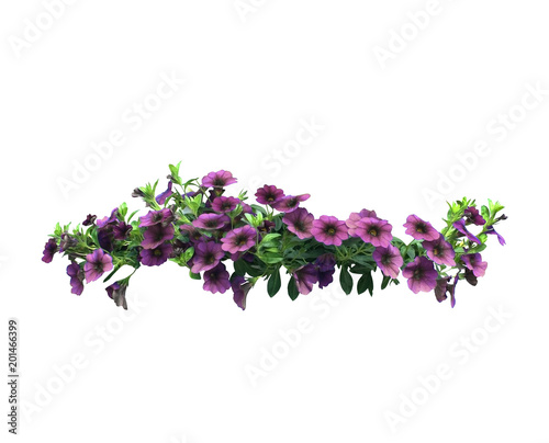 Petunia flowers hanging basket