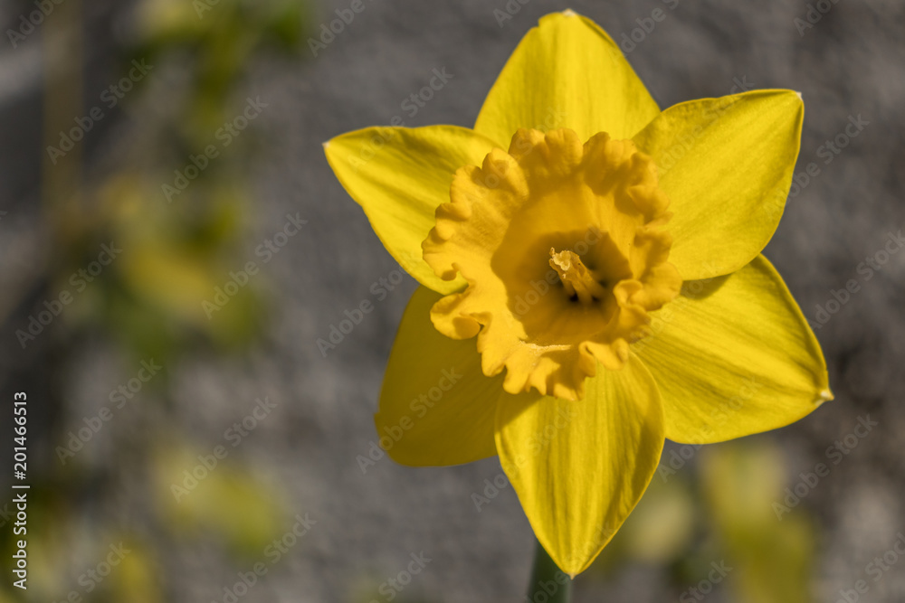 Obraz premium Springtime 