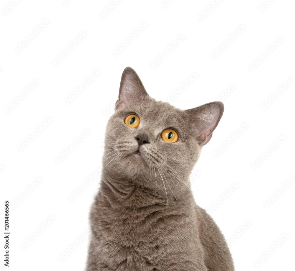 gray british cat on the white background