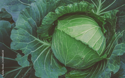 close up of cabbage with vintage filter