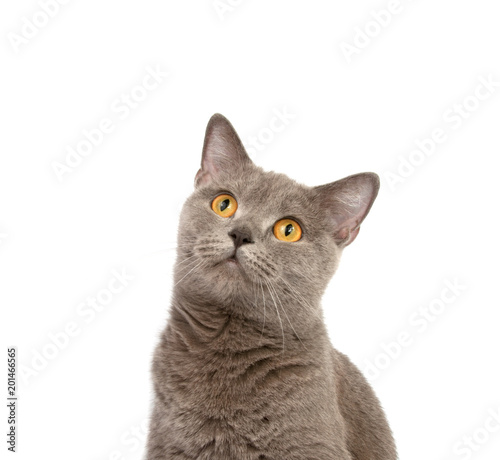 gray british cat on the white background