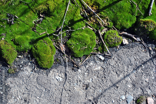 Green moss on asphalt road texture, horizontal background