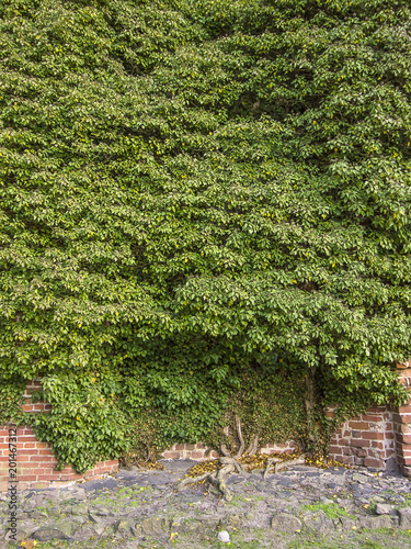 Ivy on an old wall photo